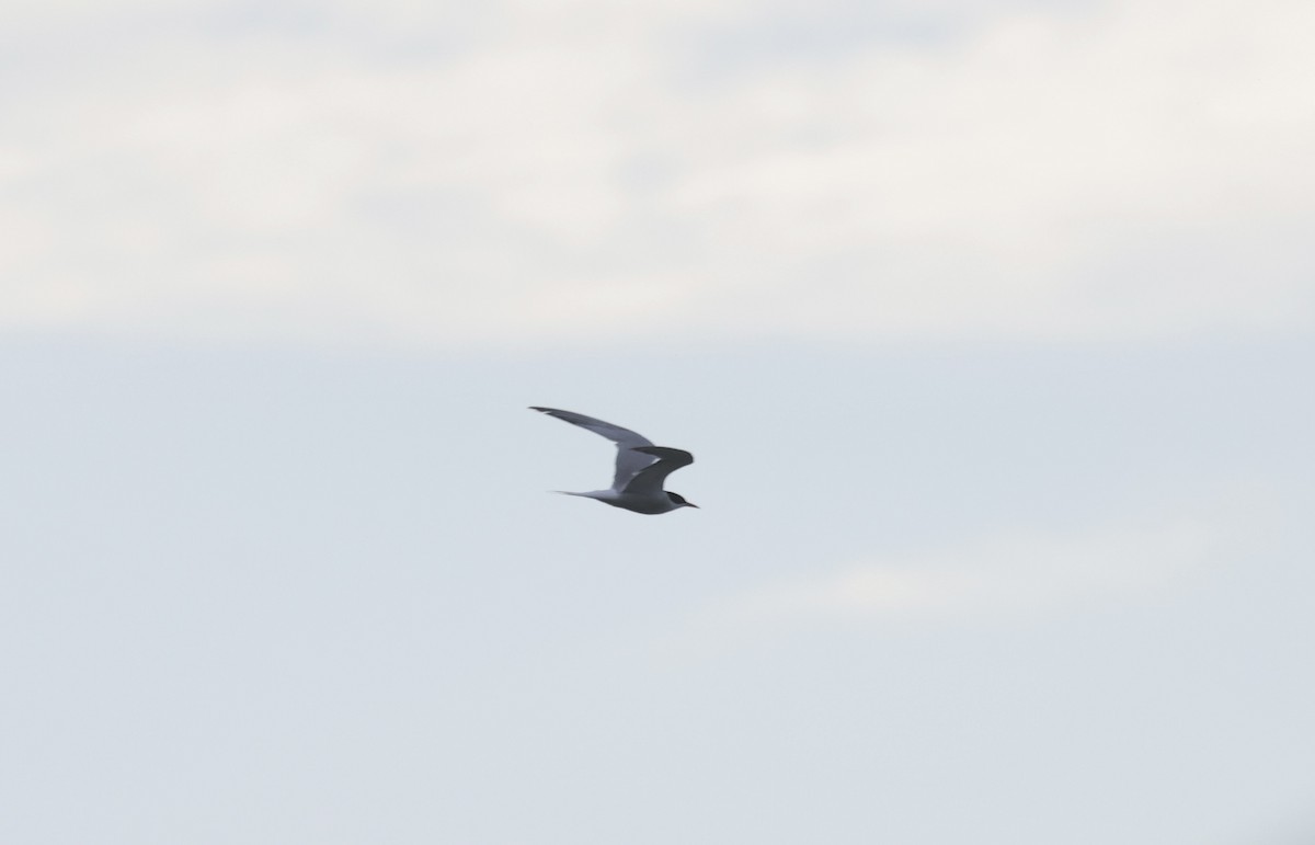 Common Tern - ML620112572