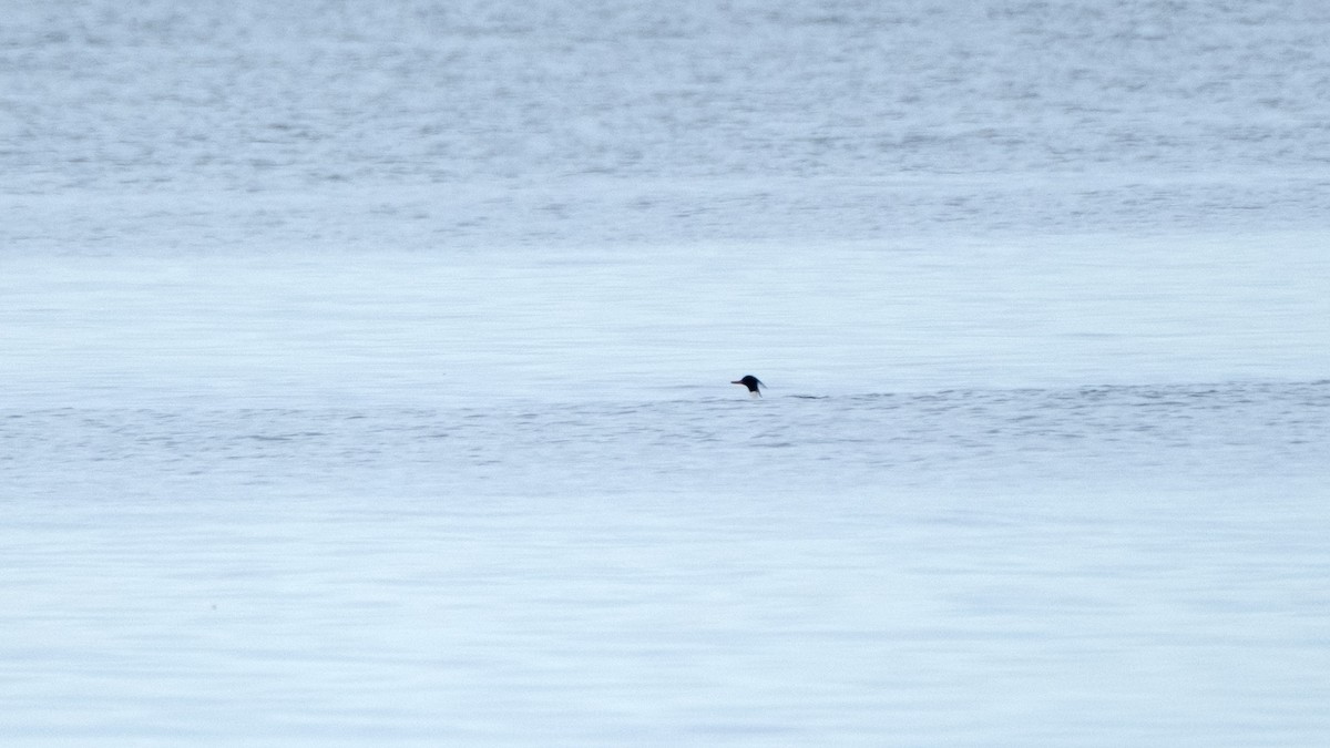 Red-breasted Merganser - ML620112575