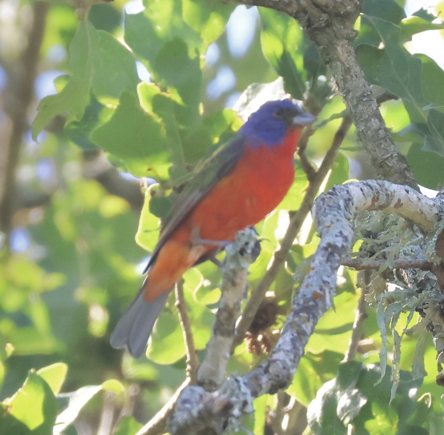 Painted Bunting - ML620112576