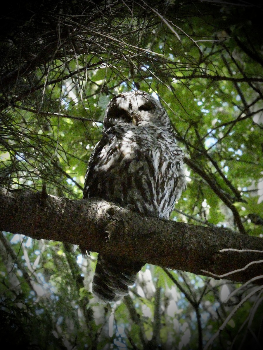 Barred Owl - ML620112577