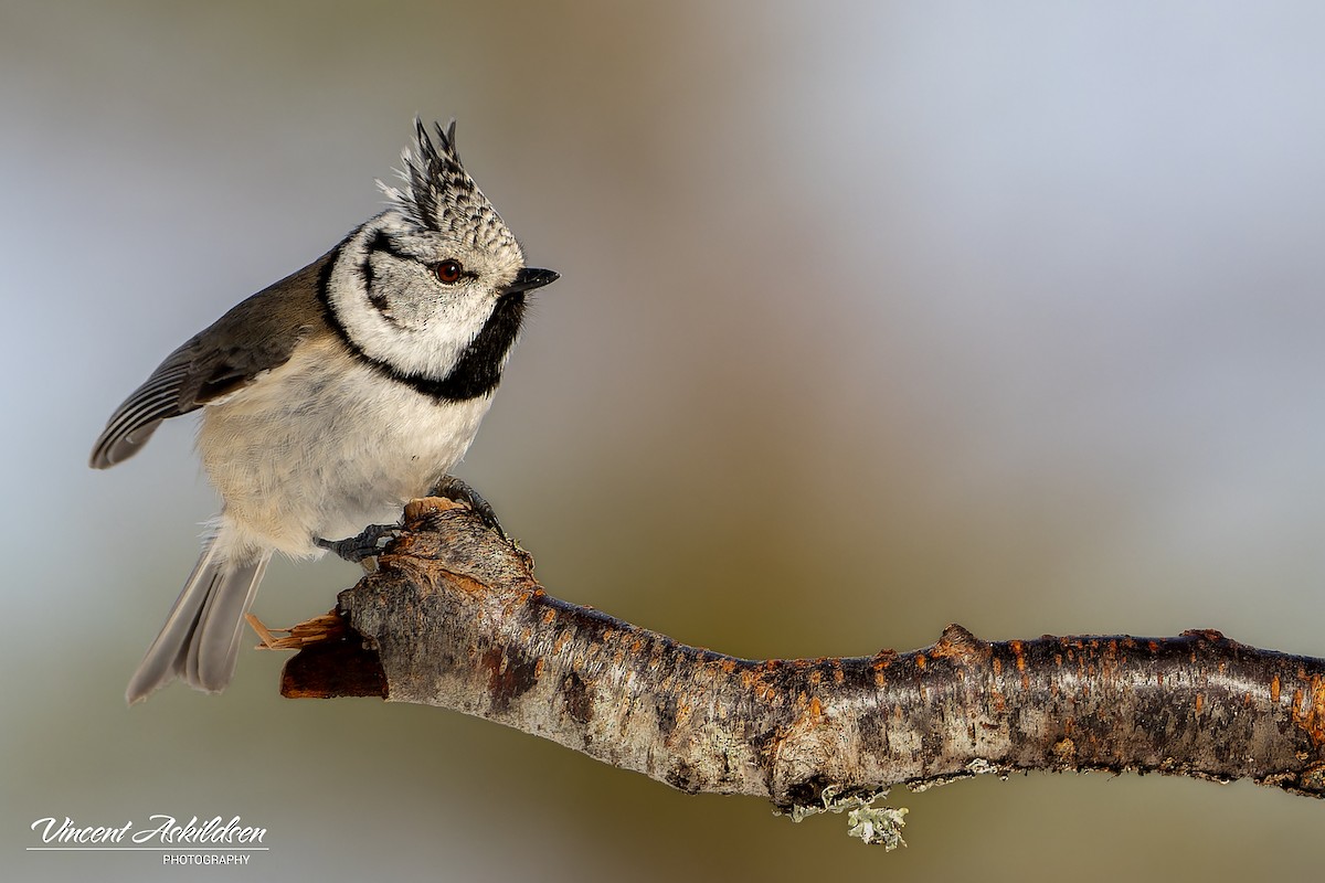 Crested Tit - ML620112583