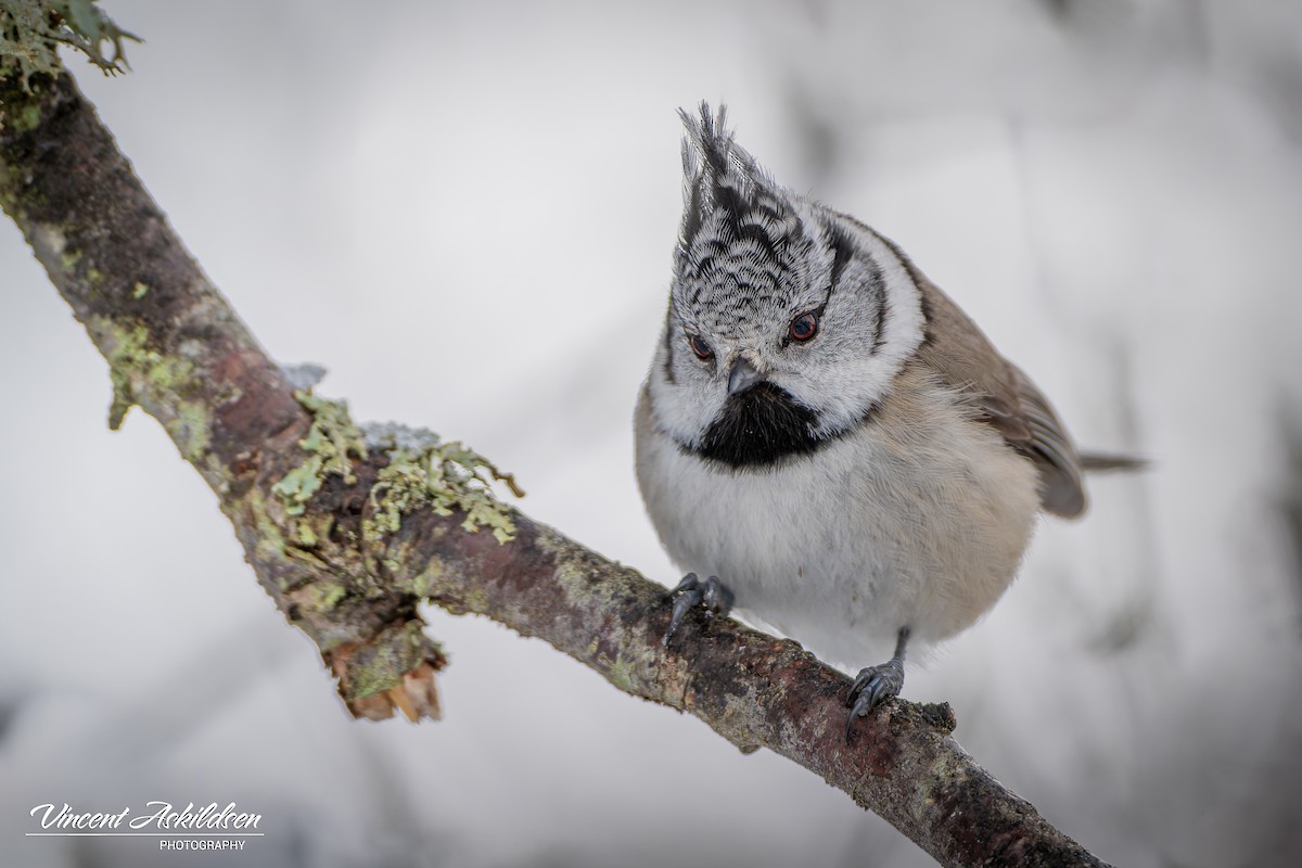 Crested Tit - ML620112586