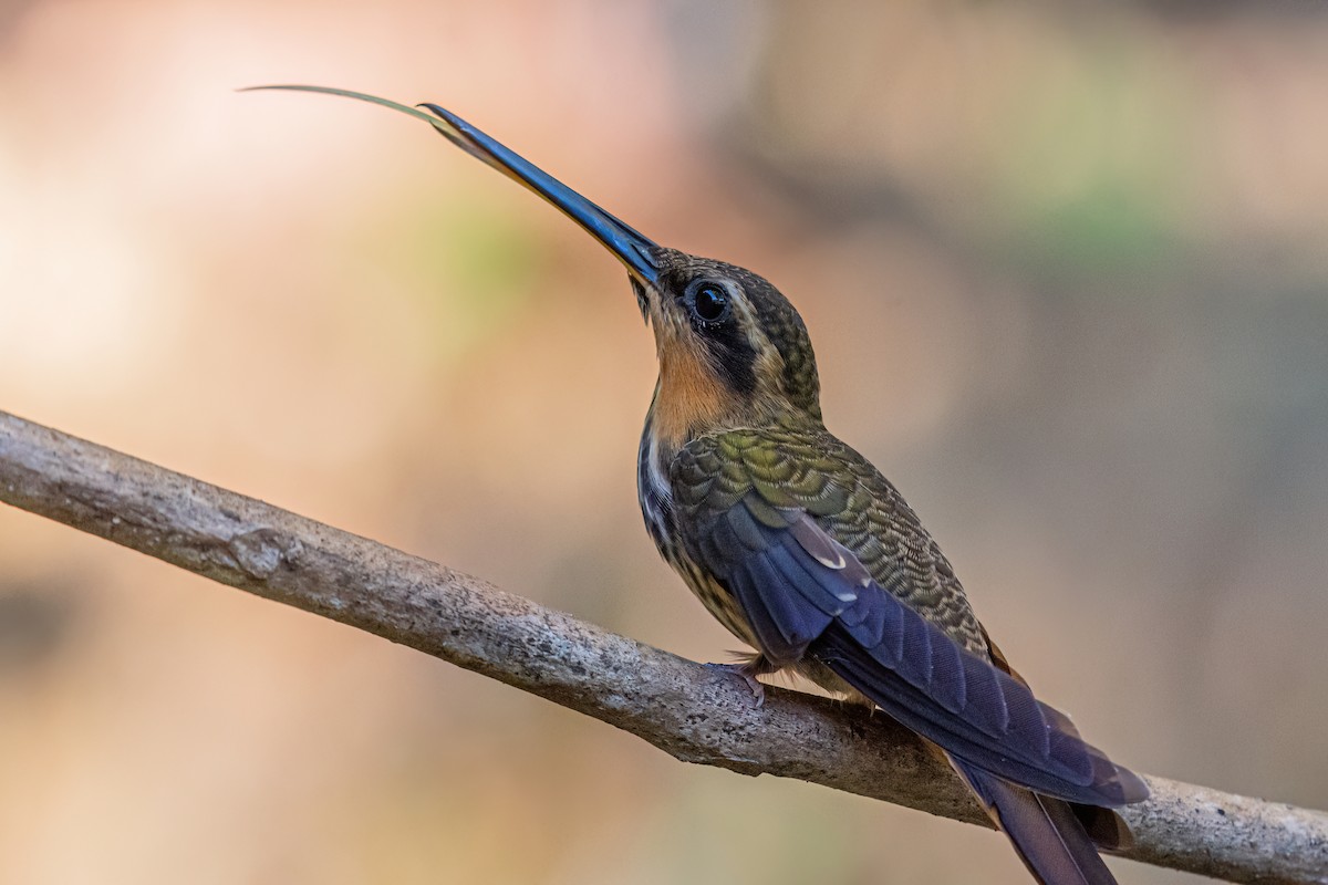 kolibřík pilozobý - ML620112591