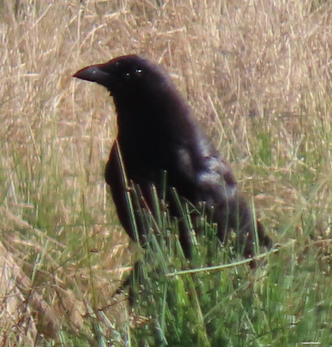 American Crow - ML620112593