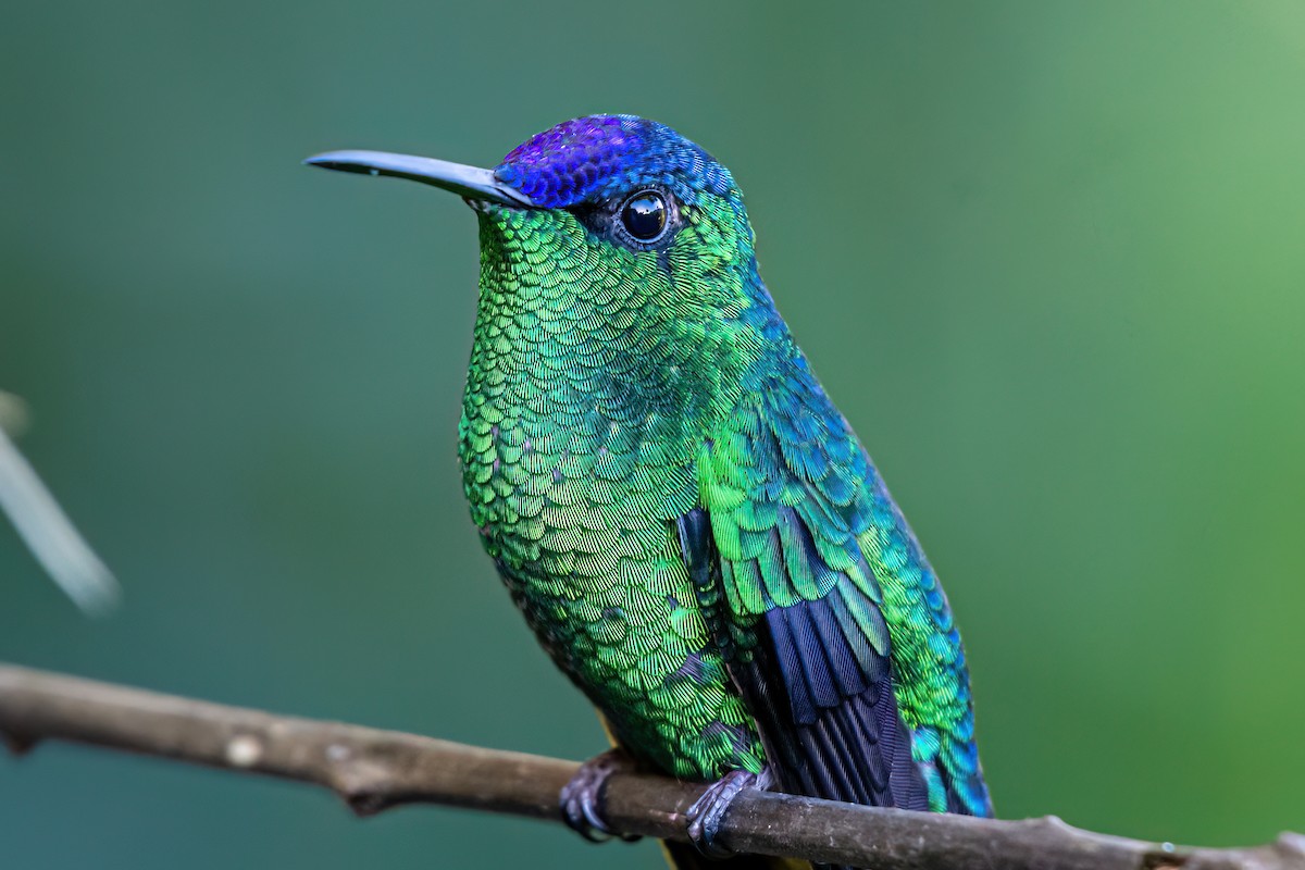 kolibřík fialovotemenný - ML620112597