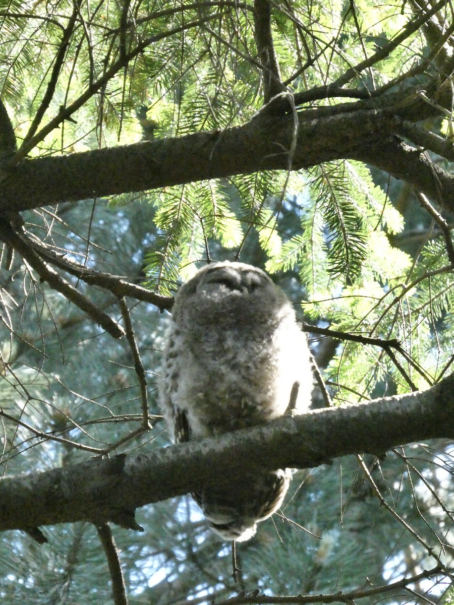 Barred Owl - ML620112603