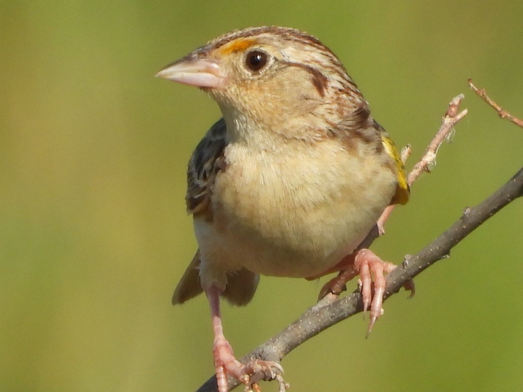 Grasshopper Sparrow - ML620112611