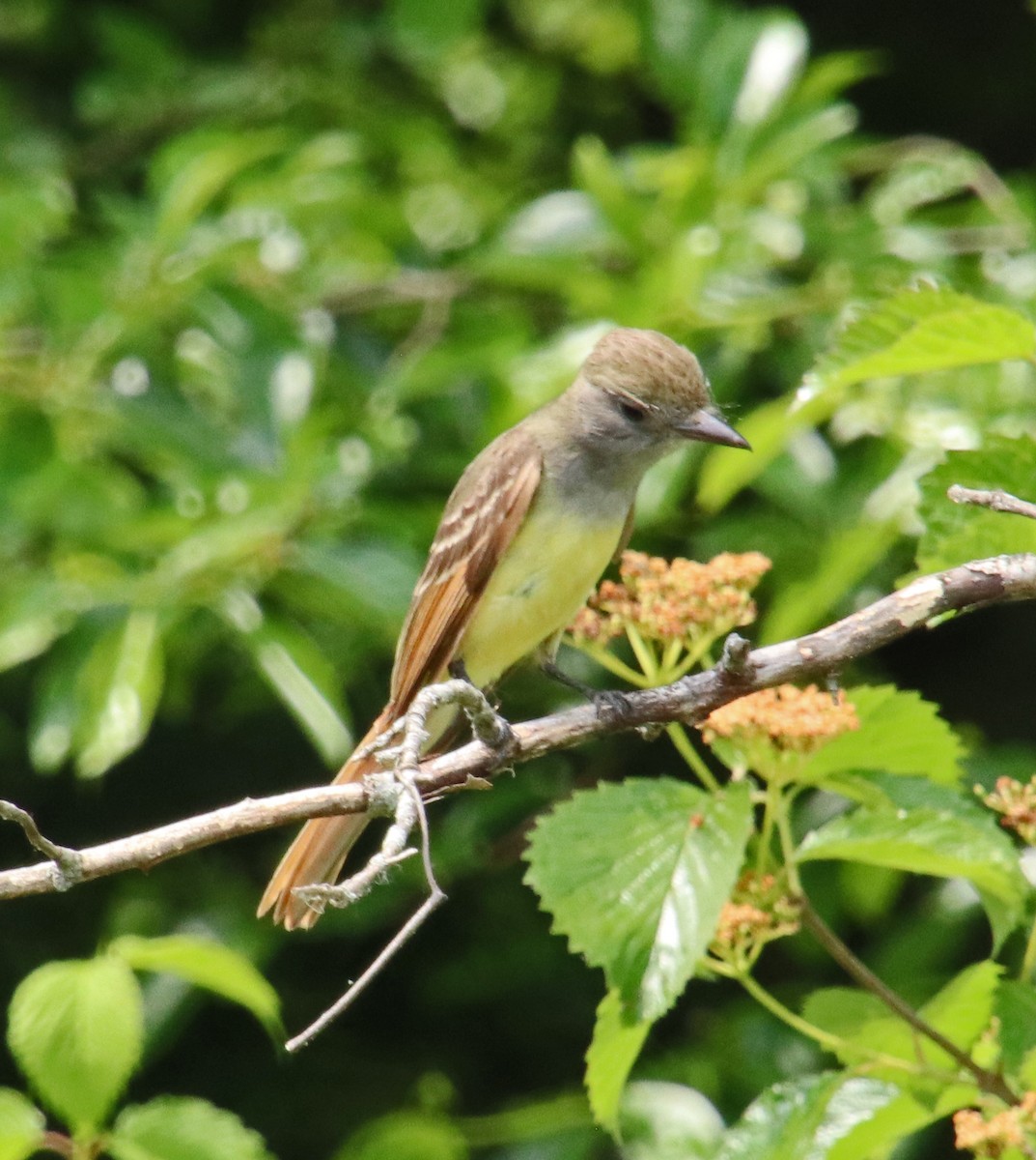 Great Crested Flycatcher - ML620112612