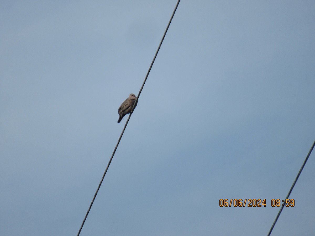 Common Ground Dove - ML620112628