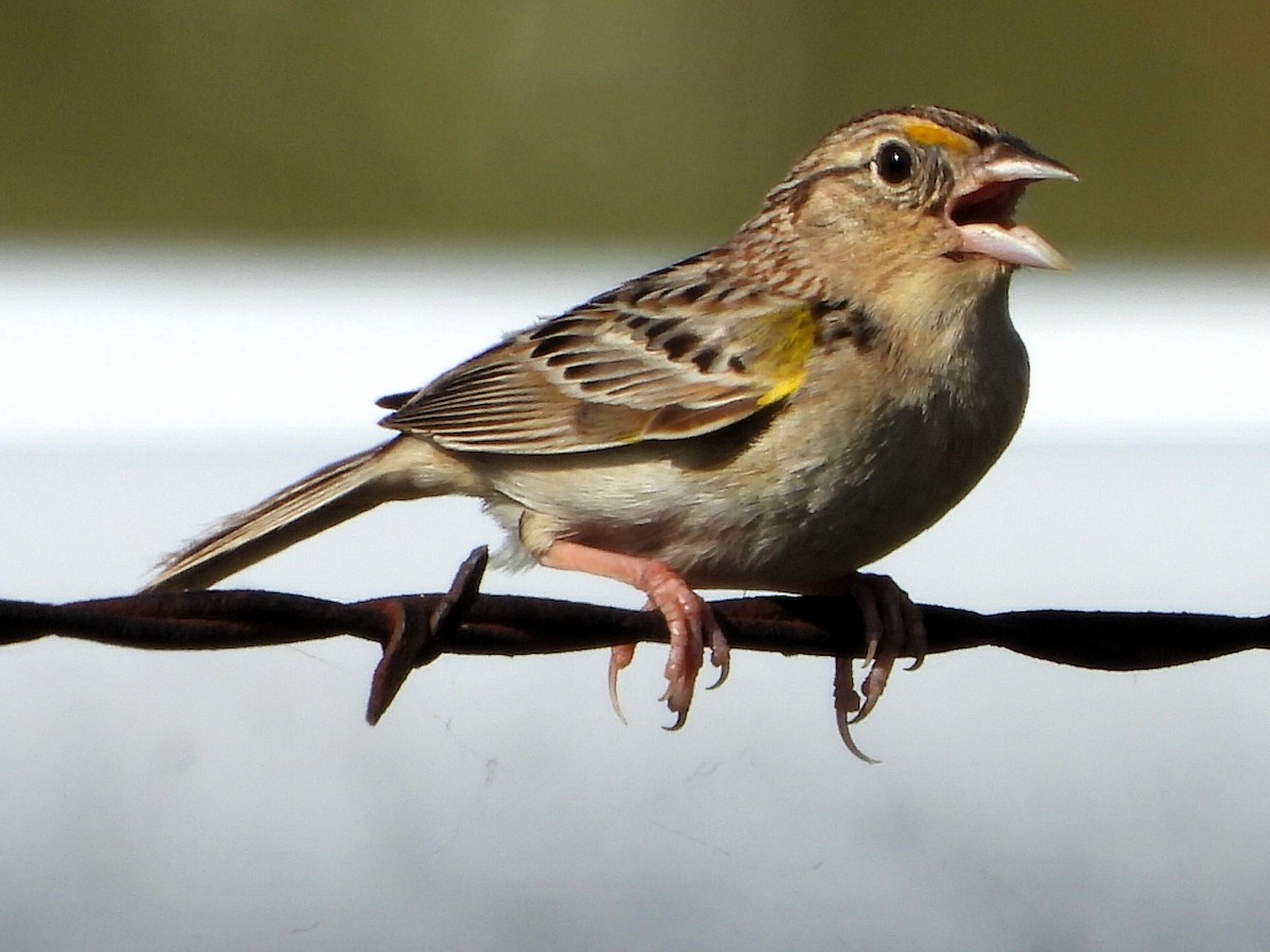 Grasshopper Sparrow - ML620112634