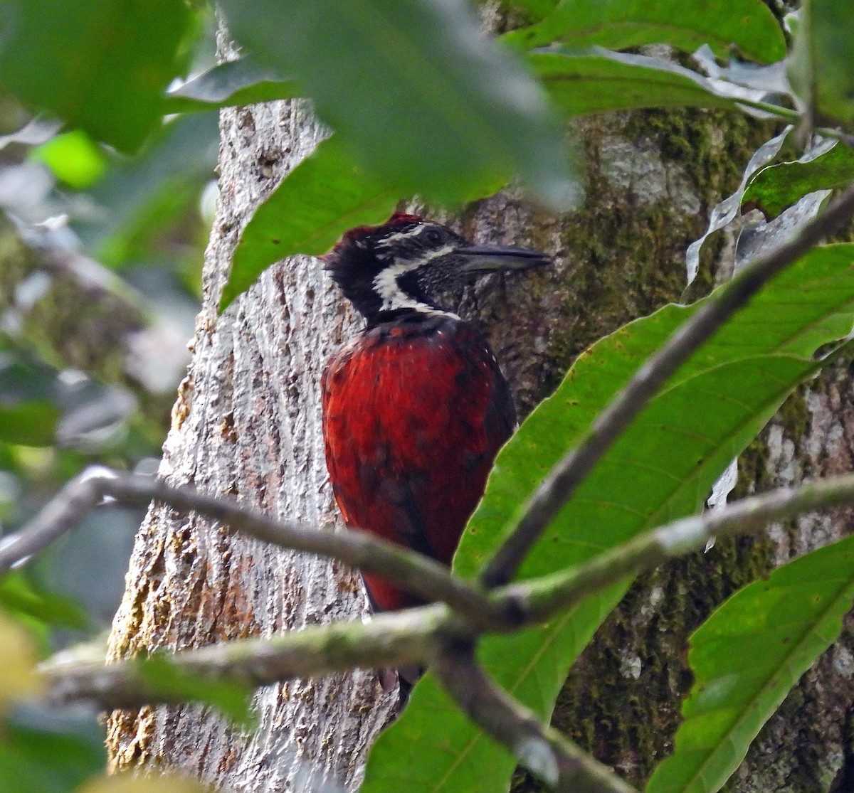 Red-backed Flameback - ML620112638