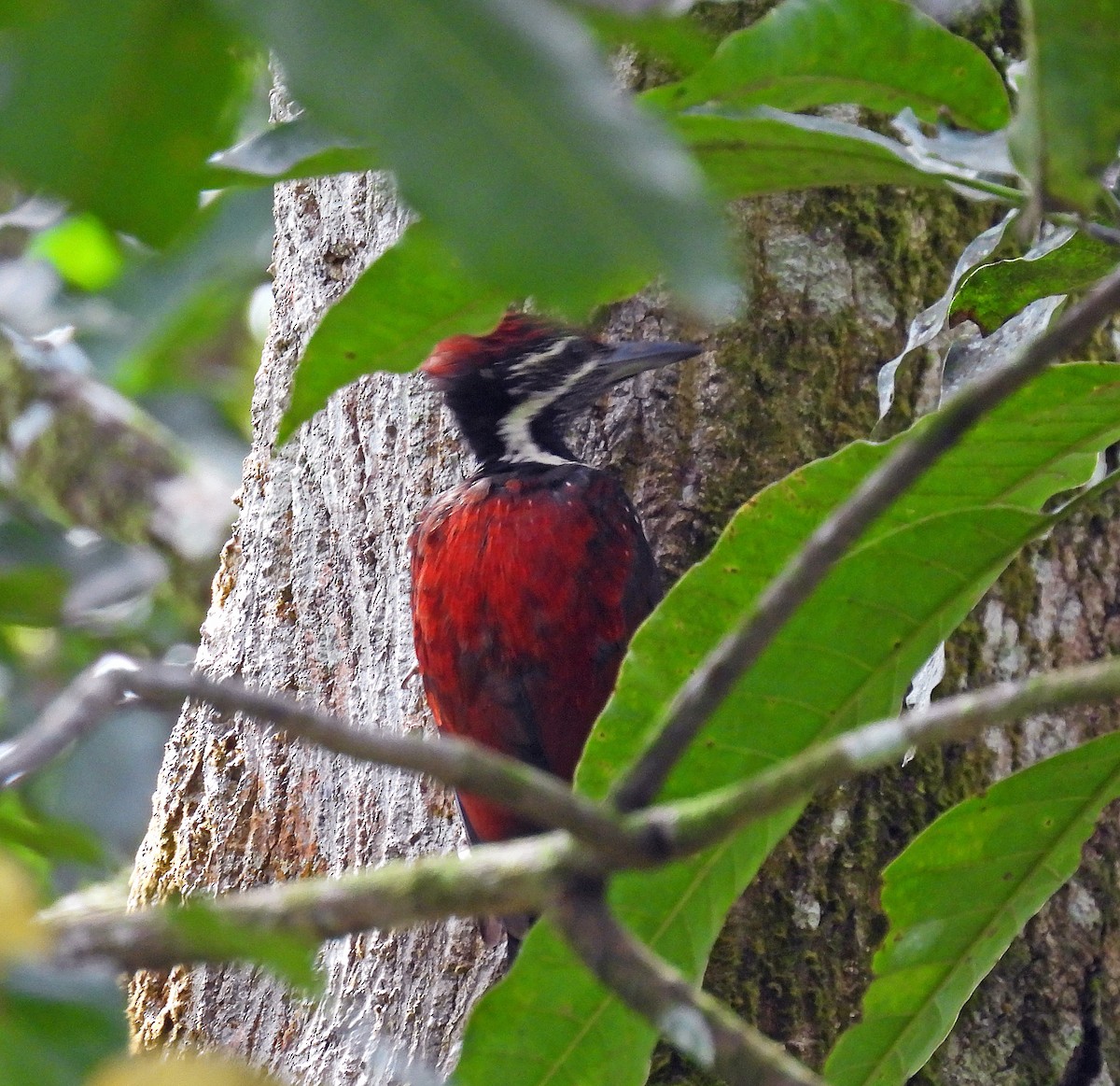 Red-backed Flameback - ML620112639