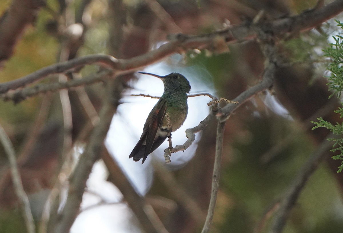 Berylline Hummingbird - ML620112641