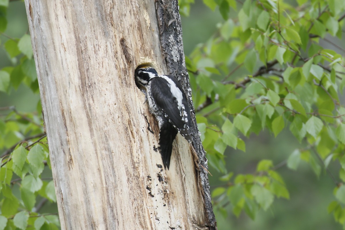 Eurasian Three-toed Woodpecker - ML620112642