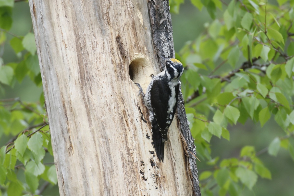 Eurasian Three-toed Woodpecker - ML620112644