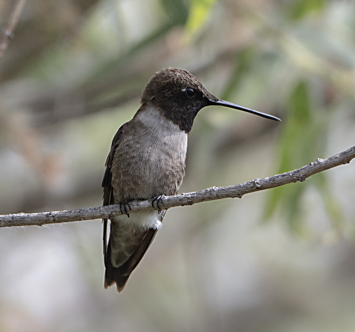 Black-chinned Hummingbird - ML620112660