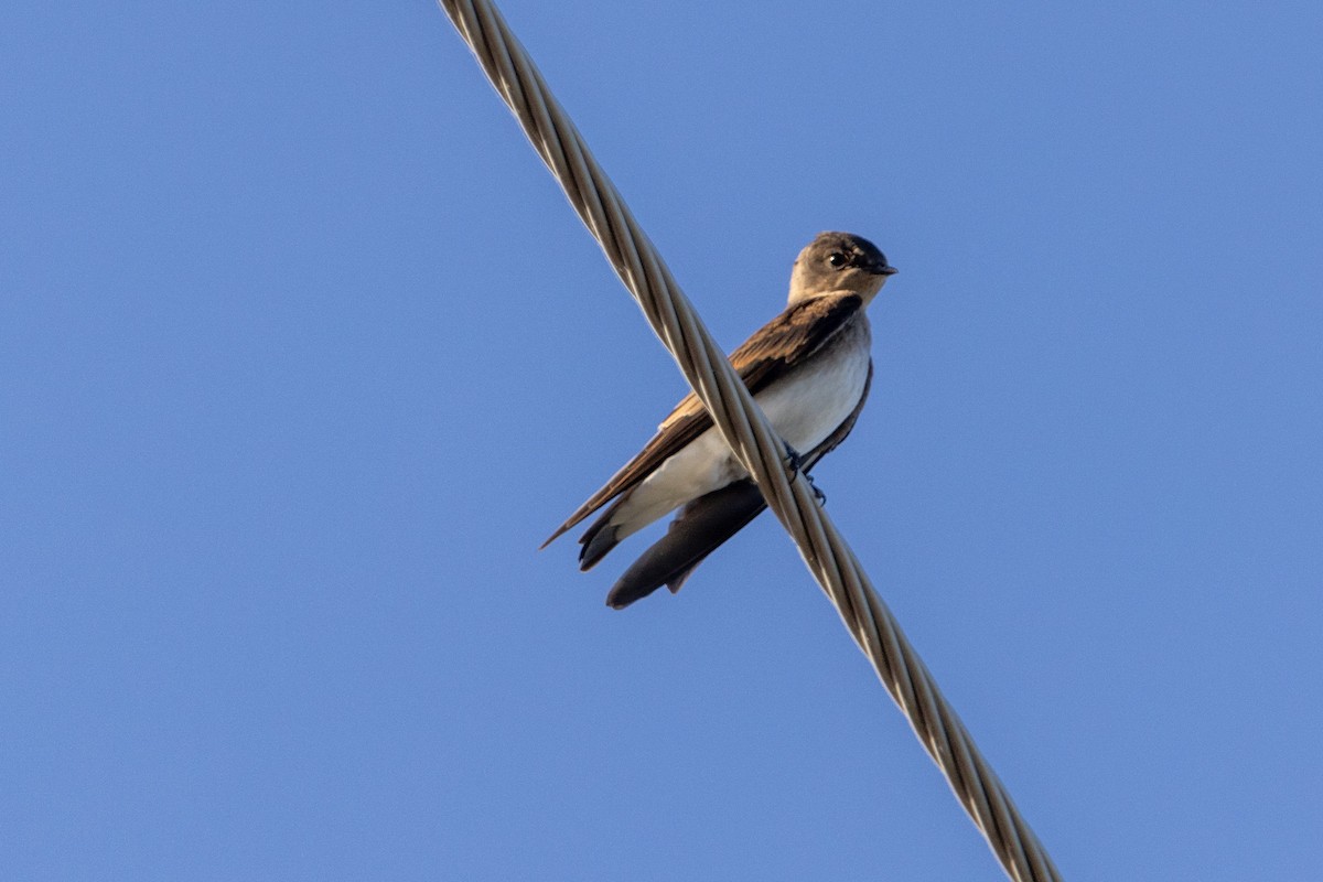 Northern Rough-winged Swallow - ML620112662