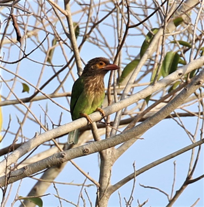 Kahverengi Başlı Barbet - ML620112670