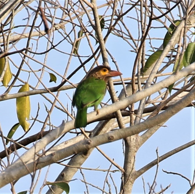 Kahverengi Başlı Barbet - ML620112672