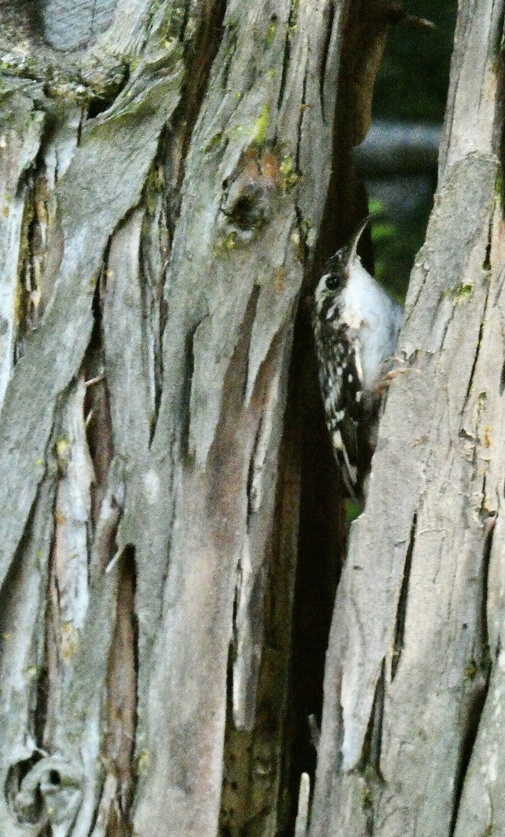 Brown Creeper - ML620112680