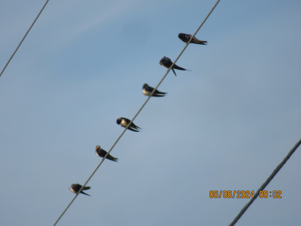 Barn Swallow - ML620112699