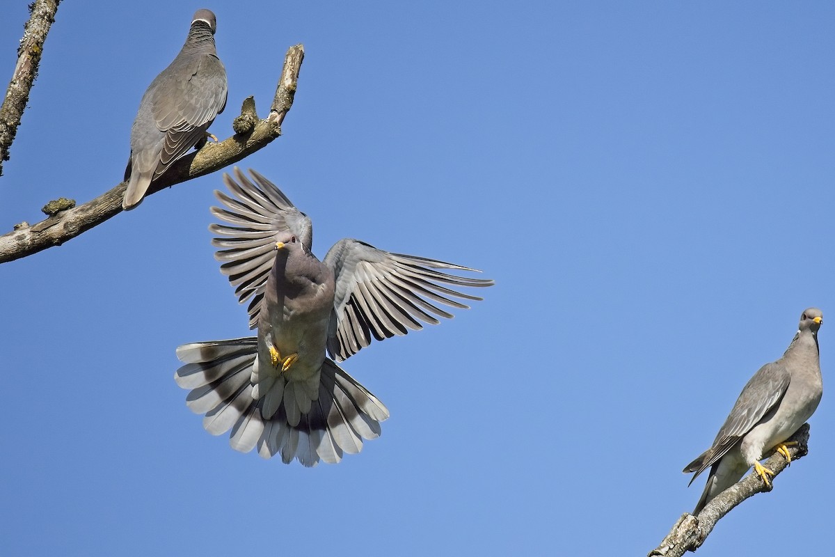 Band-tailed Pigeon - ML620112700
