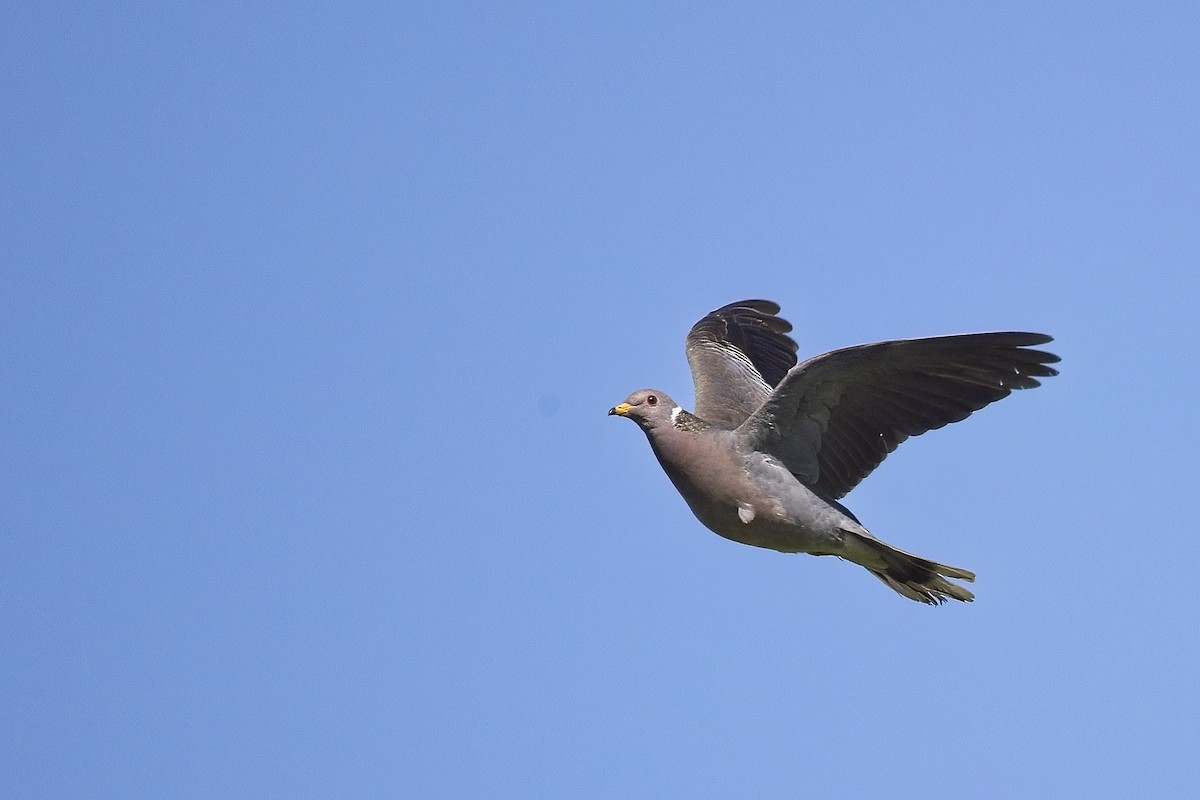 Pigeon à queue barrée - ML620112701