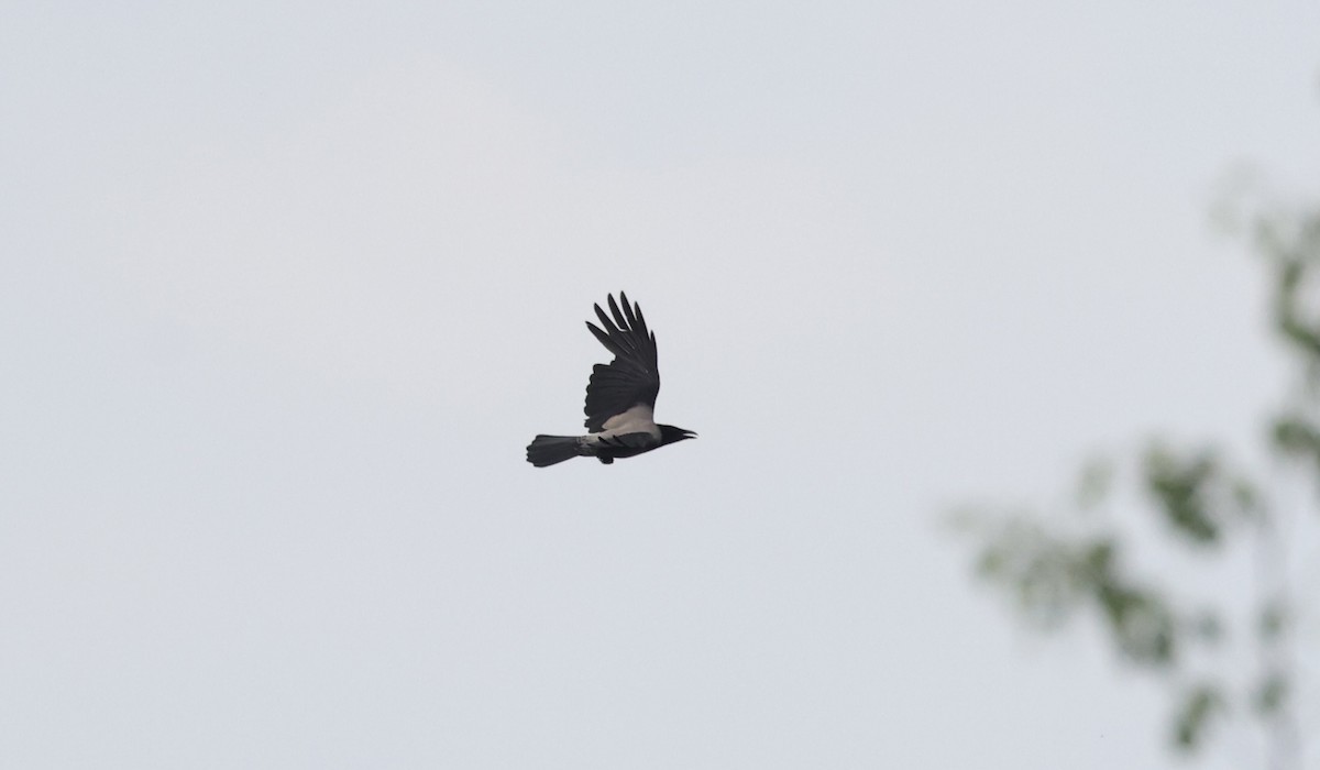 Hooded Crow - ML620112704