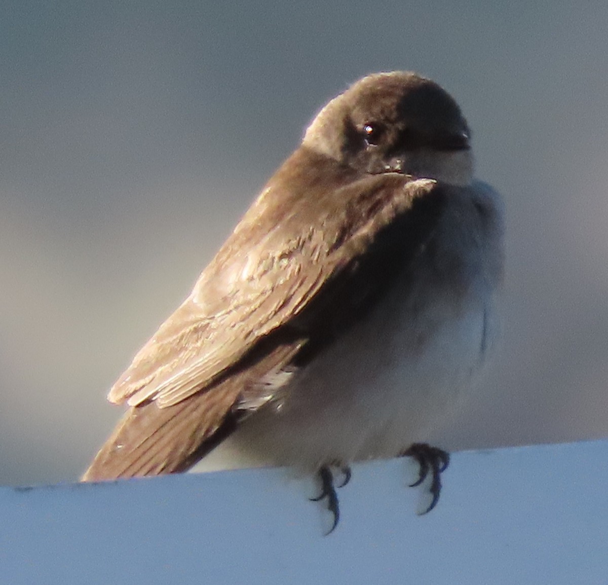 Northern Rough-winged Swallow - ML620112705