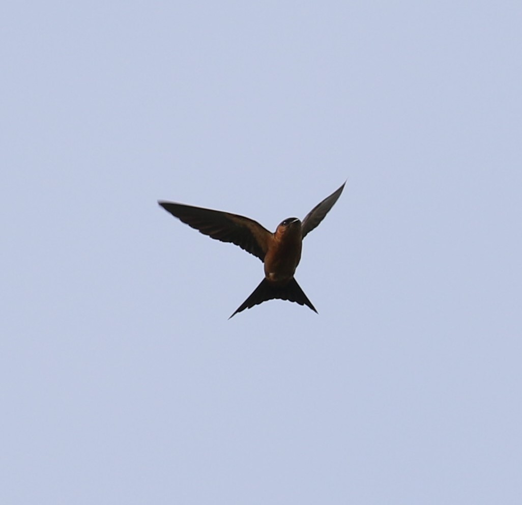 Sri Lanka Swallow - ML620112712