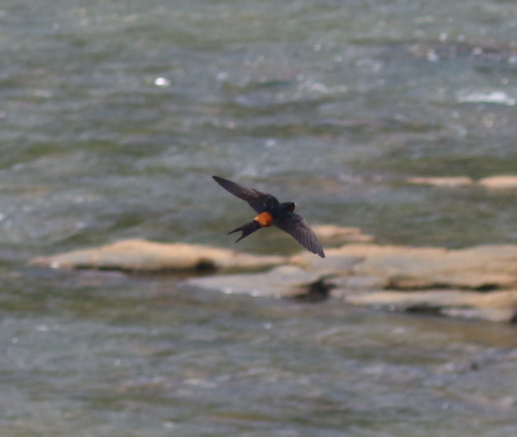 Sri Lanka Swallow - ML620112713