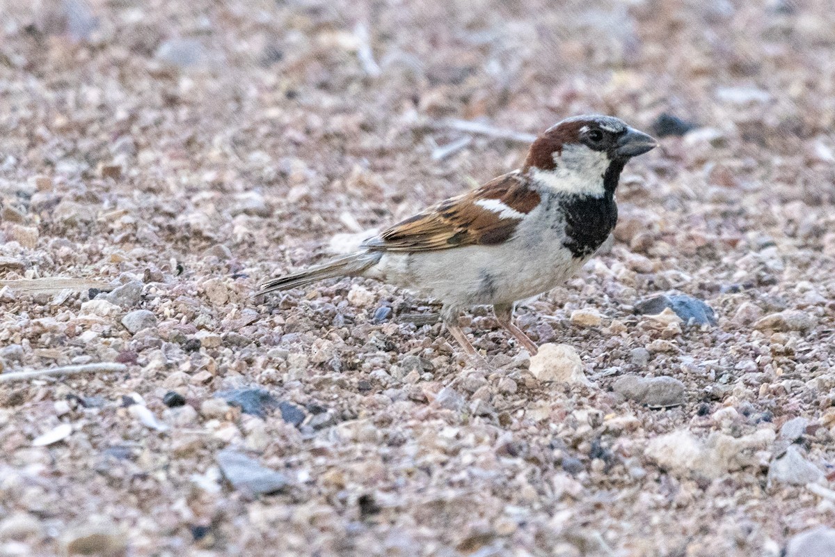 House Sparrow - ML620112715