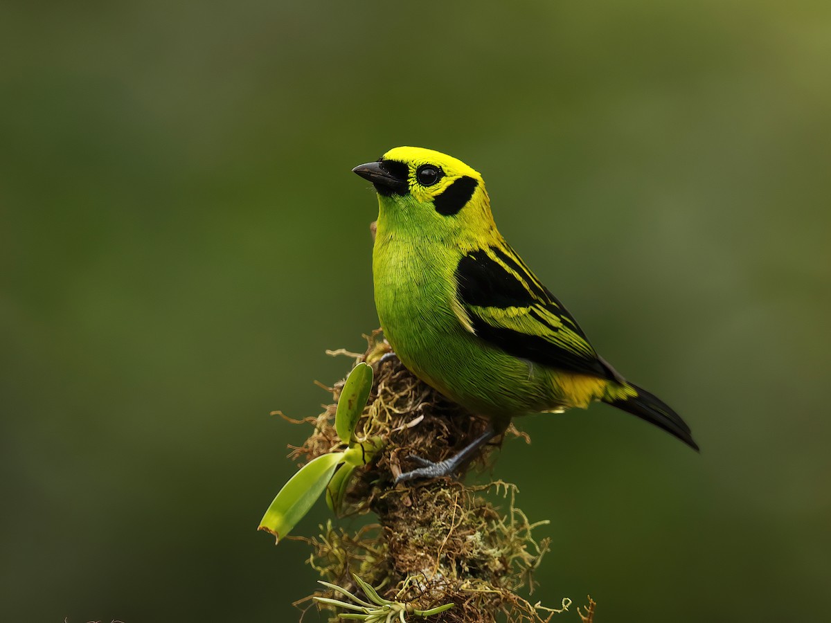 Emerald Tanager - ML620112731