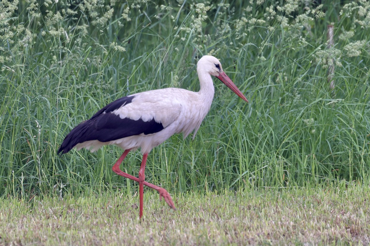 White Stork - ML620112739
