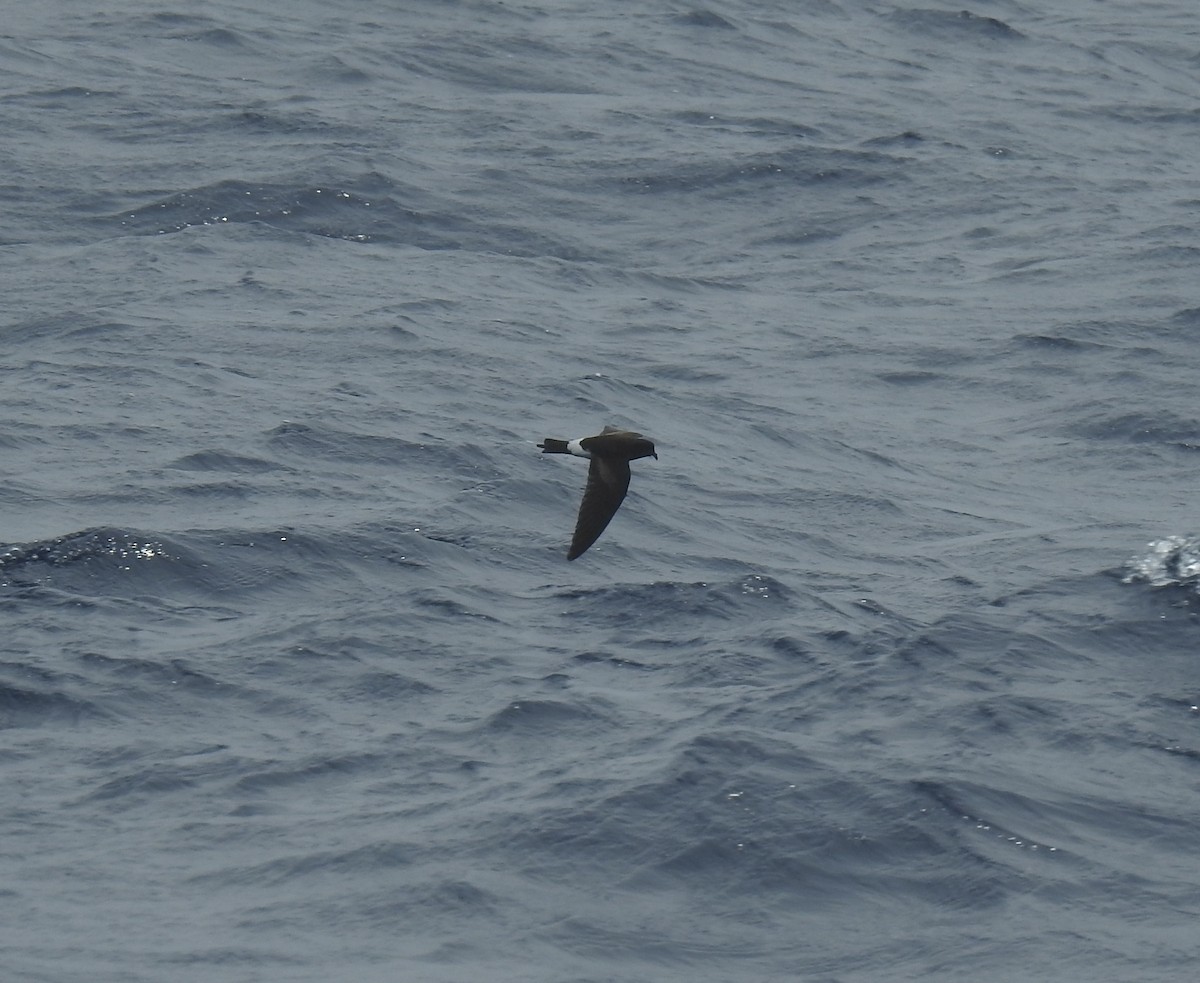 黃蹼洋海燕 - ML620112741