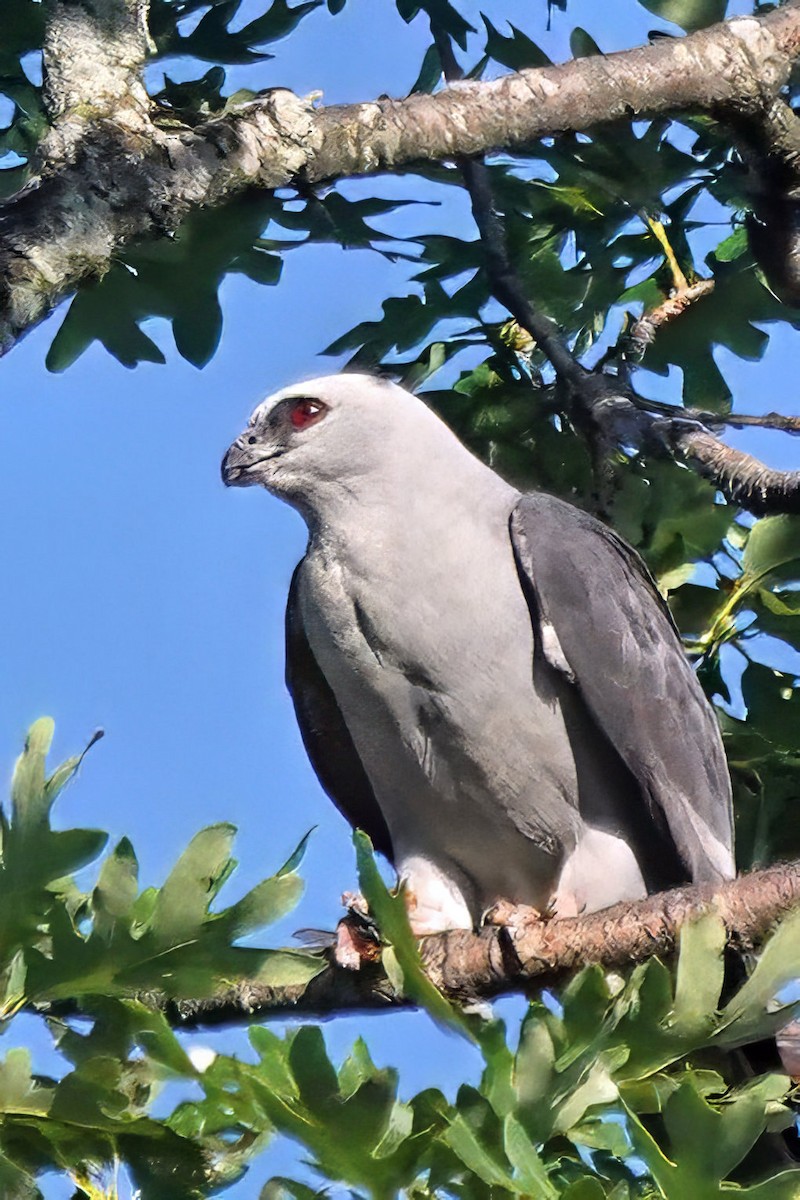 Mississippi Kite - ML620112743