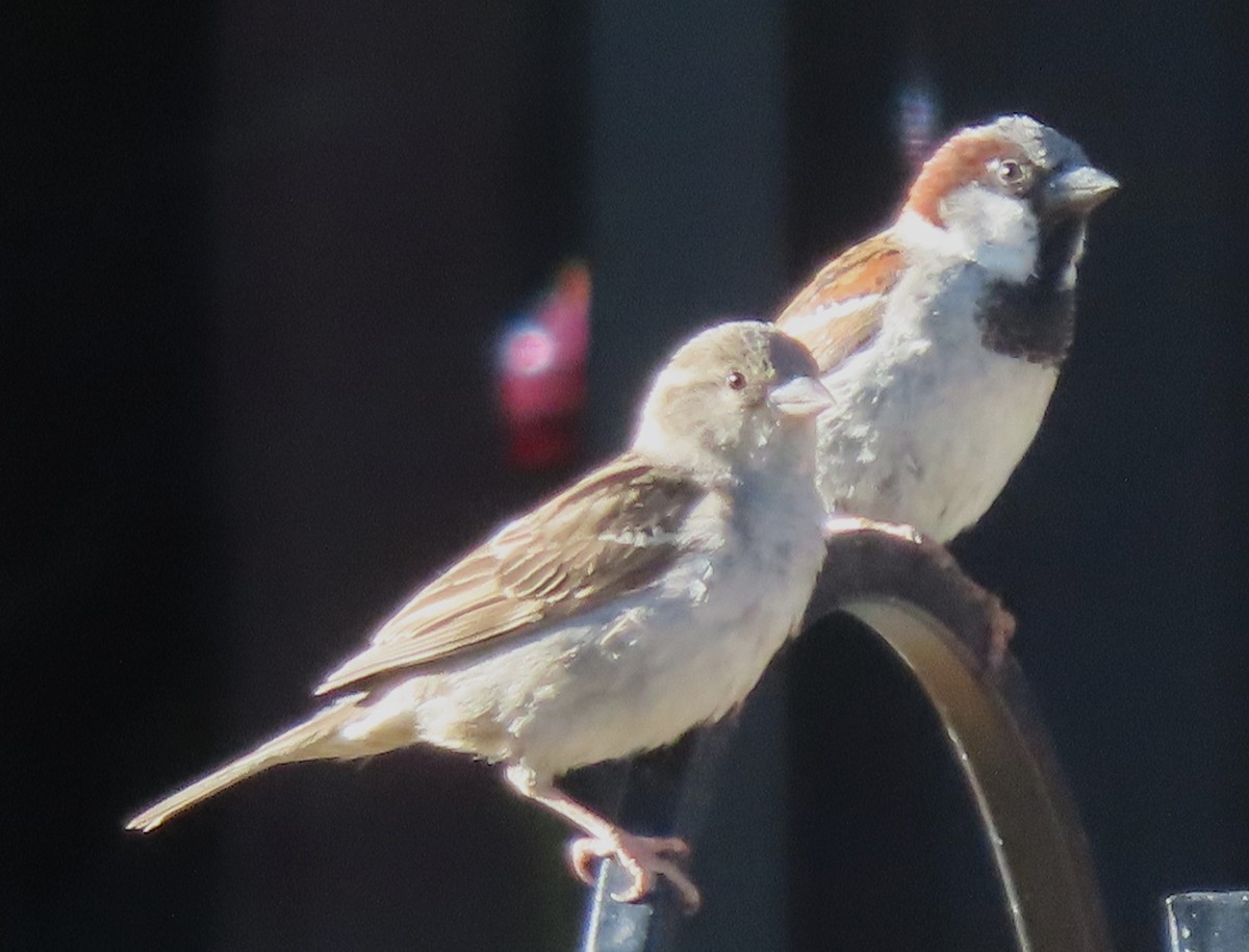 House Sparrow - ML620112751
