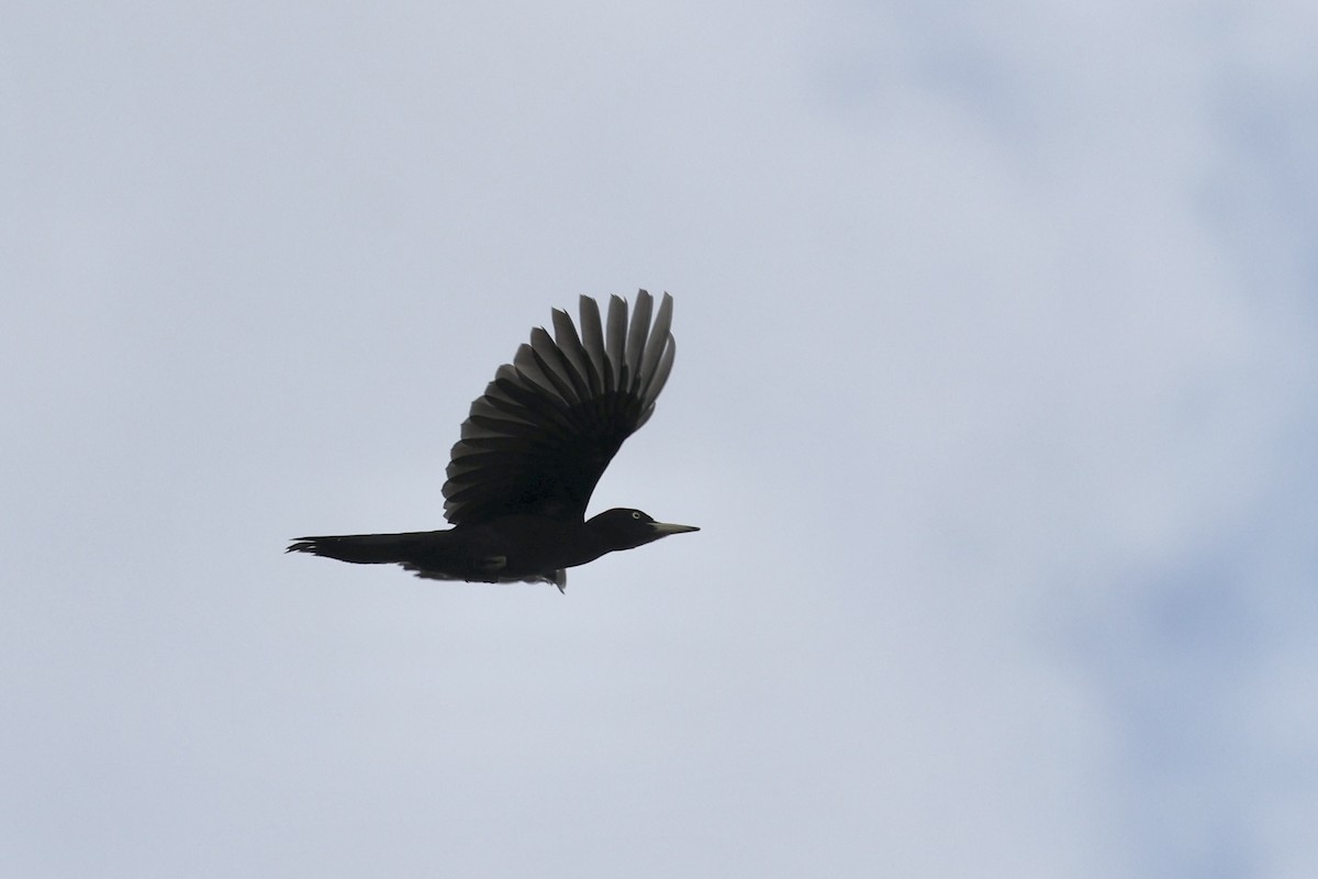 Black Woodpecker - ML620112753