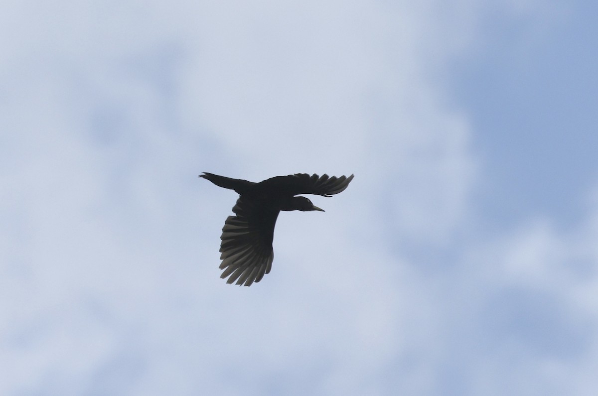 Black Woodpecker - ML620112756