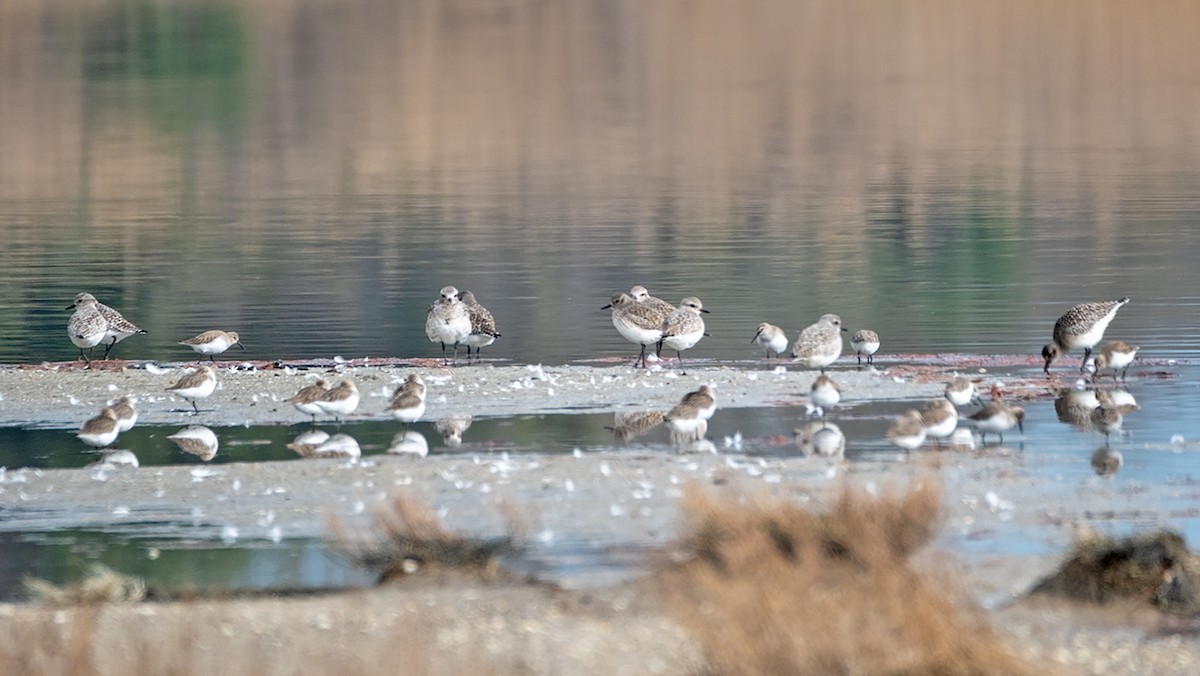 Sanderling - Elmas Özdoğan