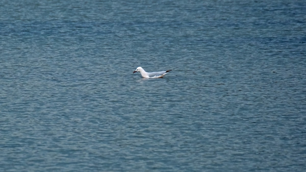 Slender-billed Gull - ML620112766