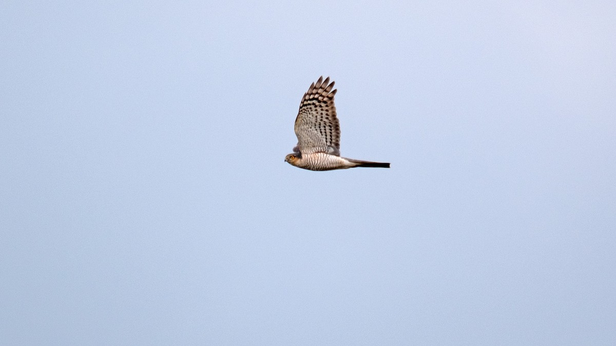 Eurasian Sparrowhawk - ML620112776