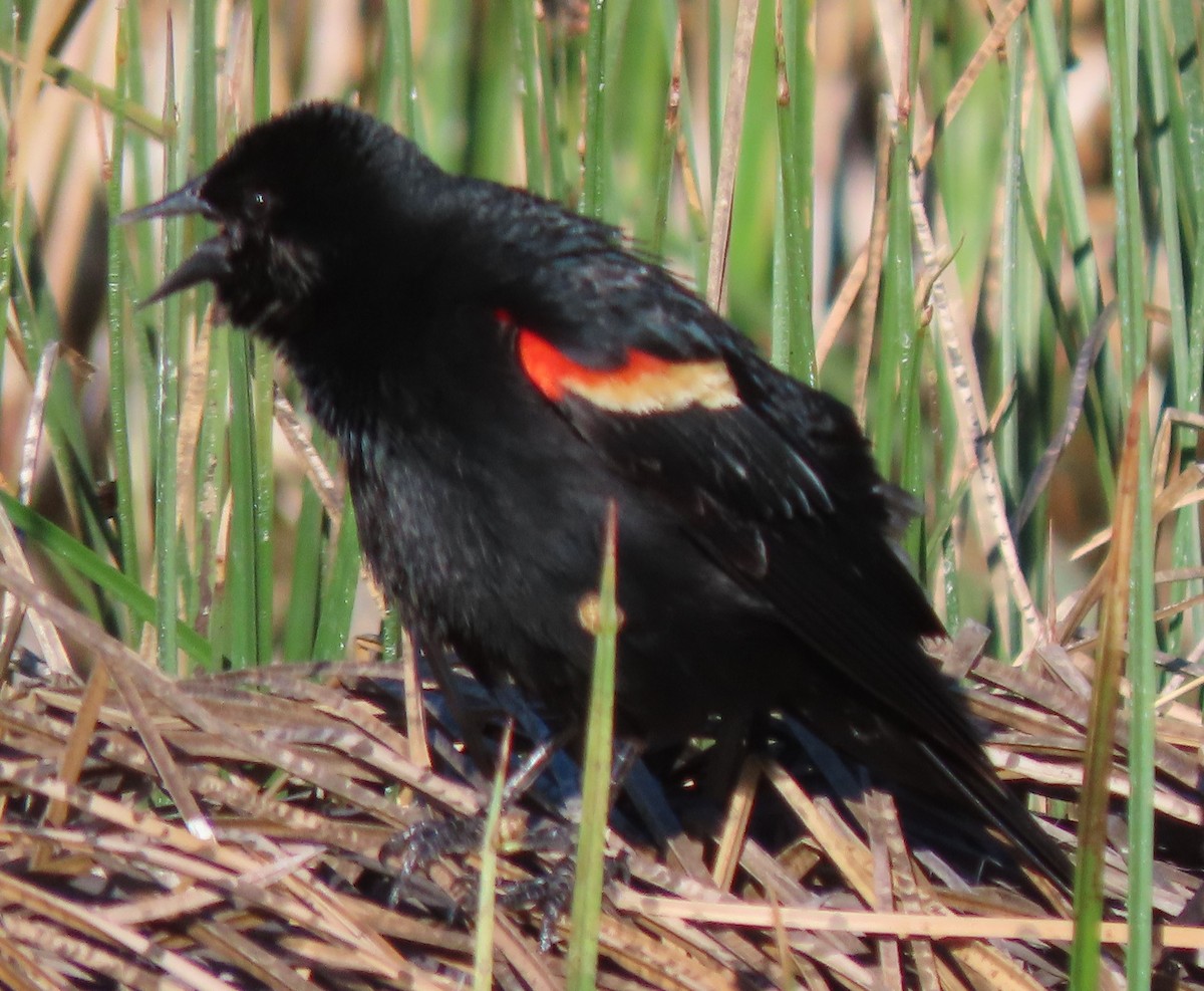 Red-winged Blackbird - ML620112789