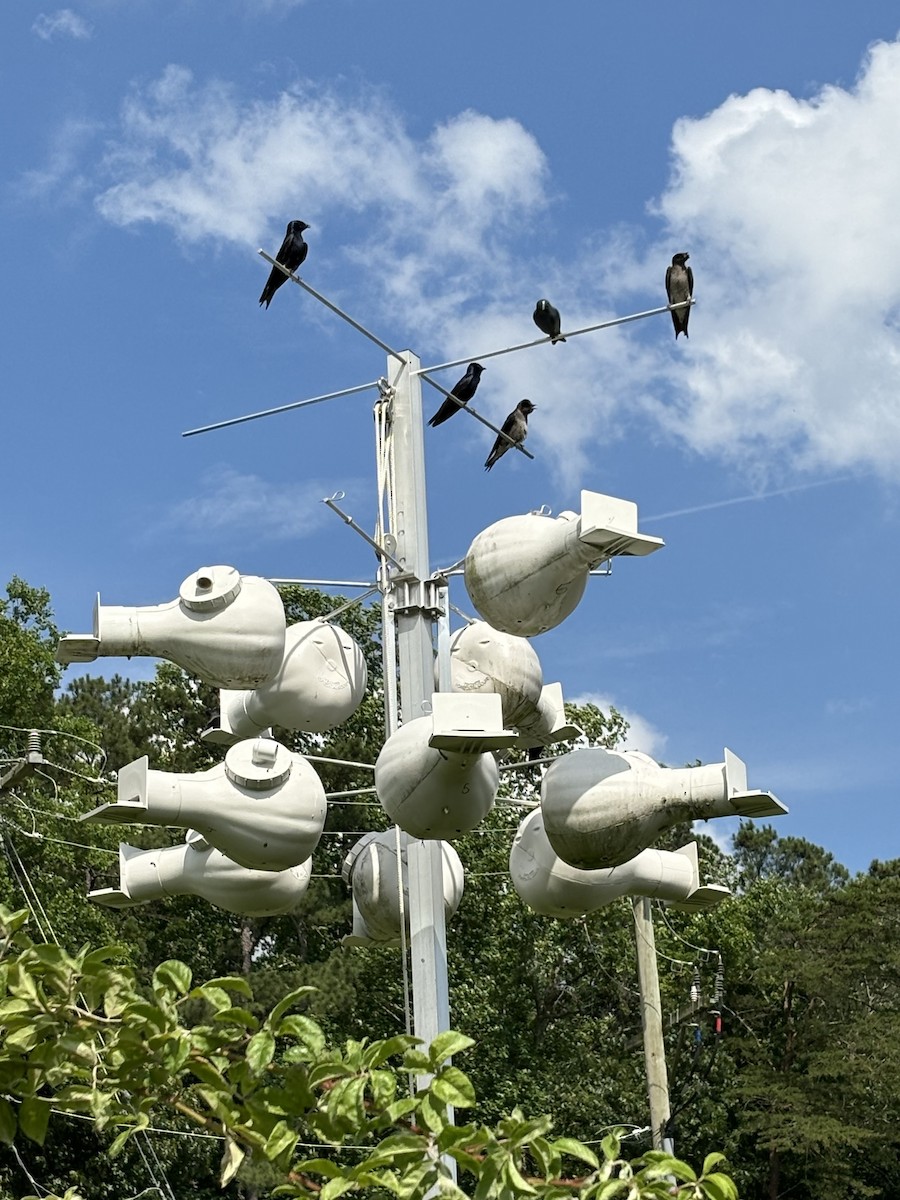 Purple Martin - ML620112790