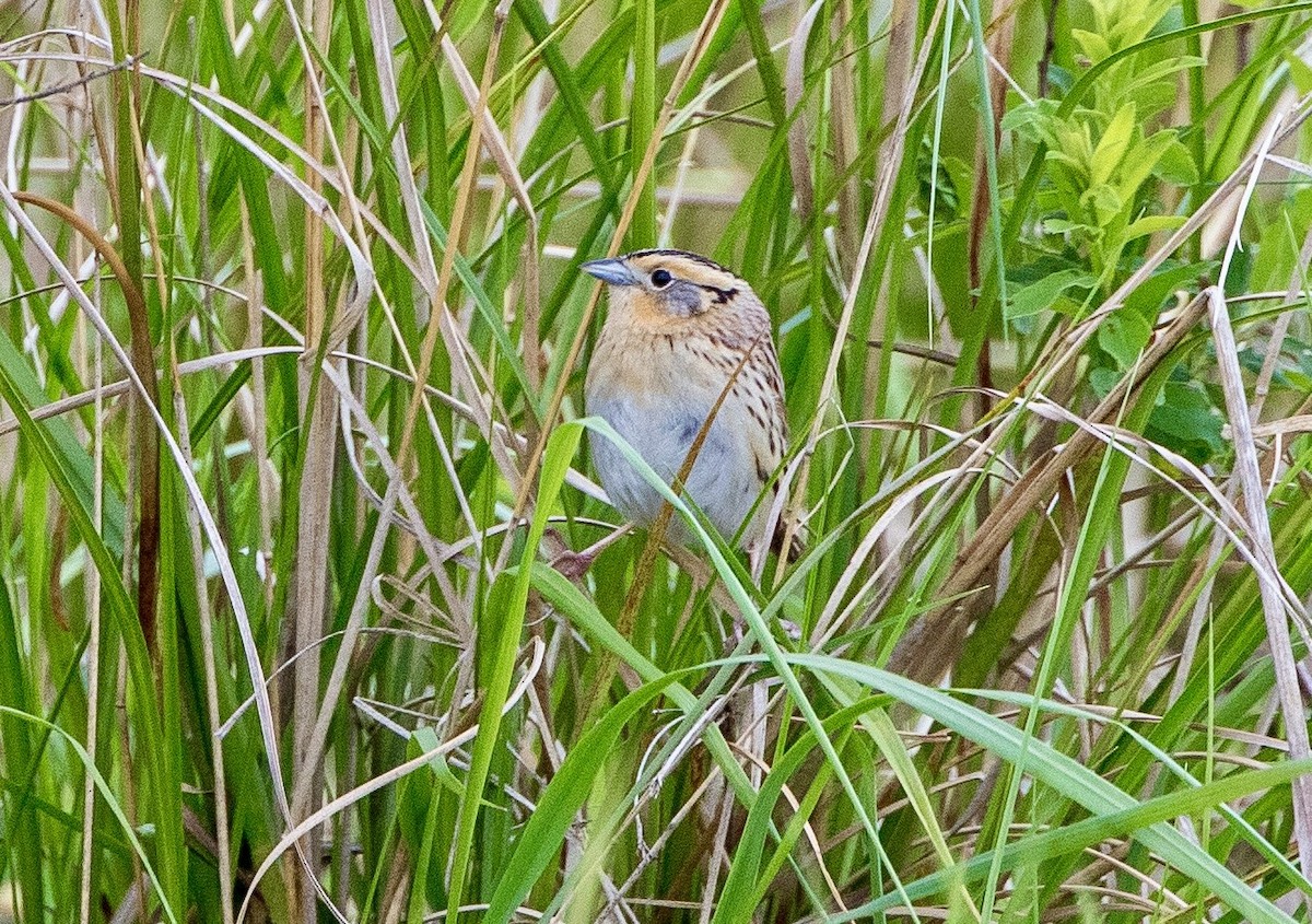 LeConte's Sparrow - ML620112792