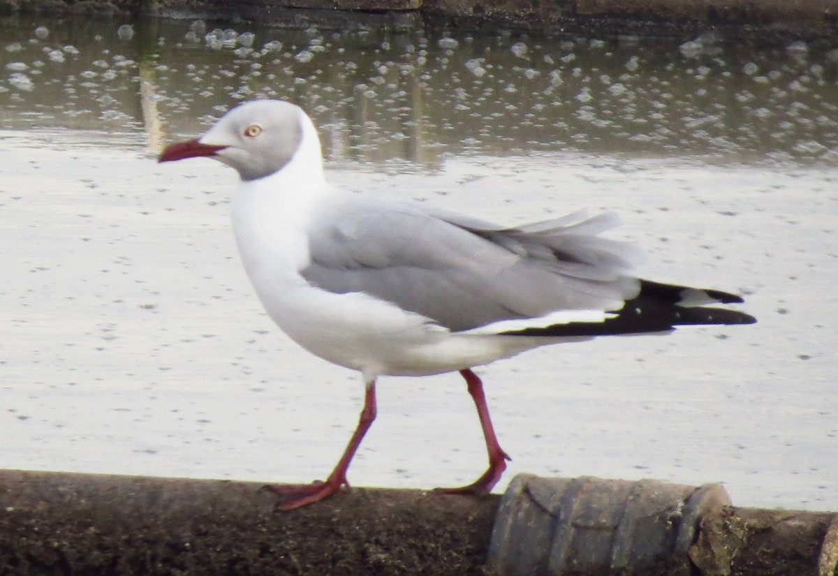 Gray-hooded Gull - ML620112795