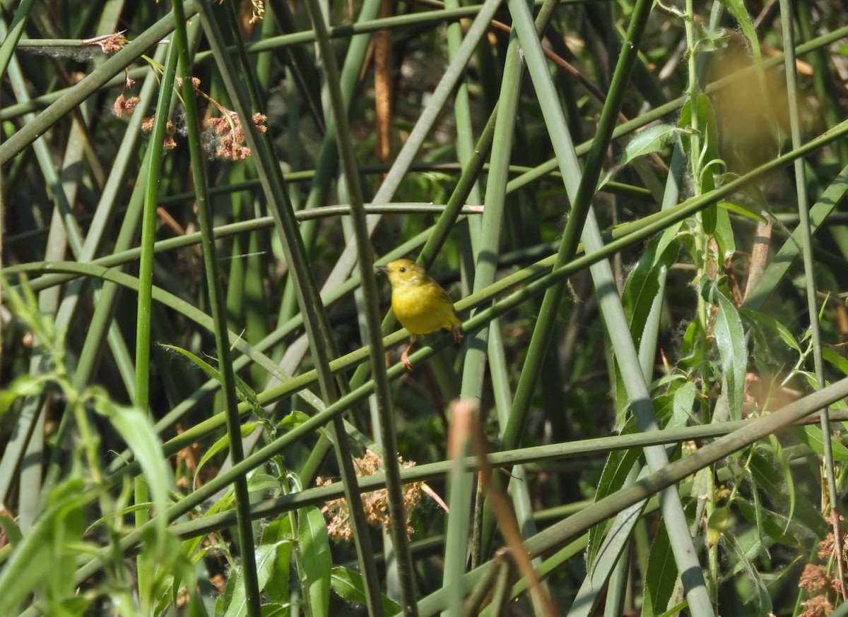 Yellow Warbler - ML620112805