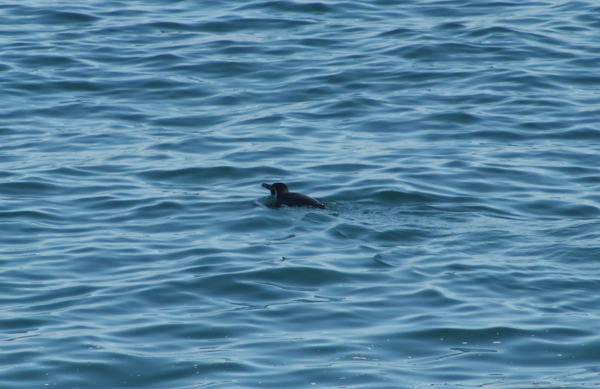 tučňák Humboldtův - ML620112806