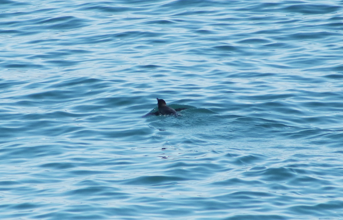 tučňák Humboldtův - ML620112807