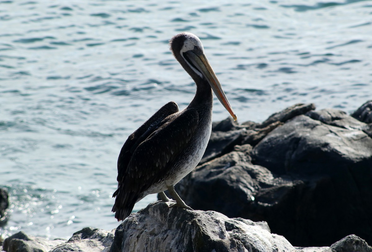 Peruvian Pelican - ML620112808